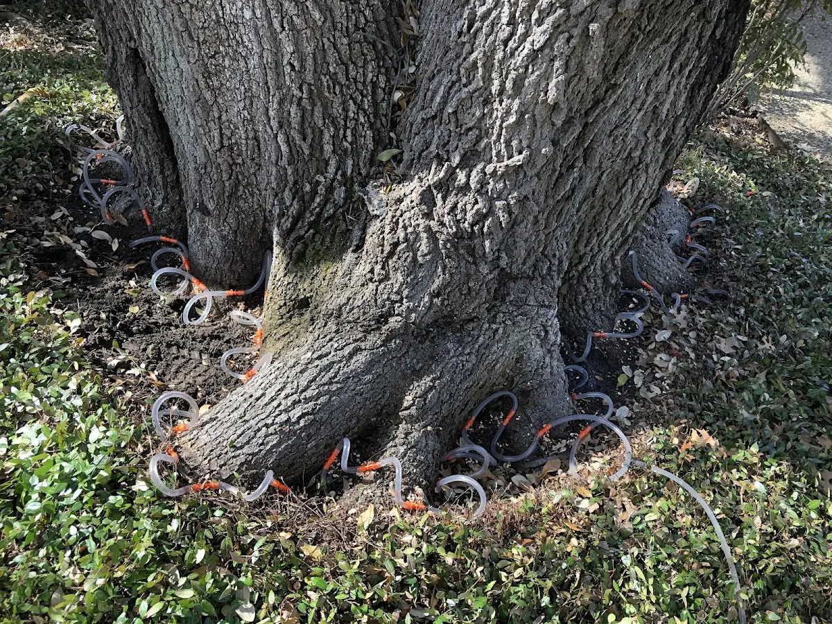 Detailed Tree Cabling and Bracing job site in Philadelphia