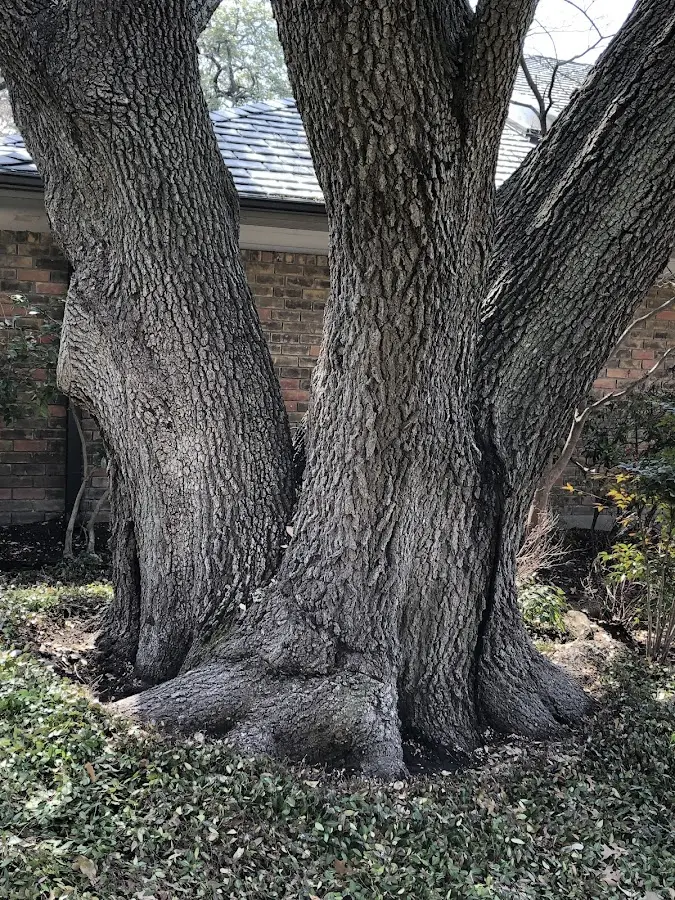 Mature heritage tree close to a Philadelphia property cared for by certified arborists